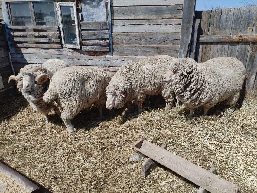 ​Овцеводам Забайкалья выплатили субсидии на развитие и производство шерсти на 27 миллионов рублей